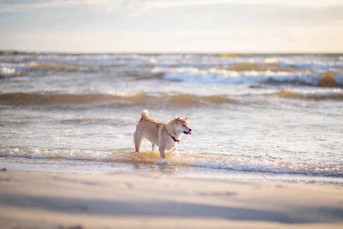 Luna at the beach