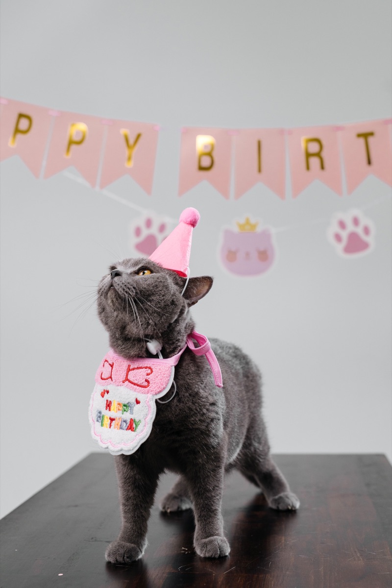 Luna celebrating her birthday